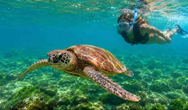 Snorkeler swimming with a green sea turtle in the clear waters when you visit Sueste Beach in Fernando de Noronha.