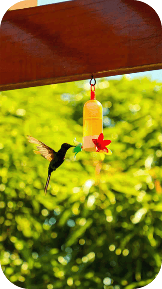 vaialmare travel and hospitality in porto de galinhas