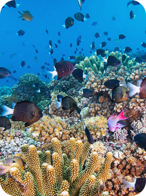 vaialmare travel and tourism on italian mediterranean seaside and coast and in the brazilian northeast of pernambuco