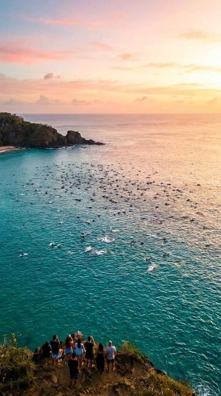 Centinaia di delfini di Fernando de Noronha che sguazzano nella Baia dei Delfini all’alba, visti dal belvedere in cima alla scogliera.