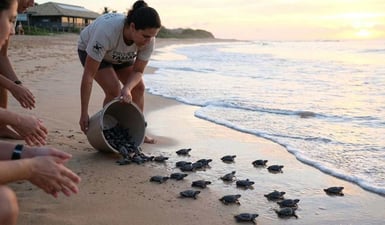 Un ricercatore del Projeto Tamar di Fernando de Noronha rilascia con cura i piccoli di tartaruga marina su una spiaggia sabbiosa all’alba.
