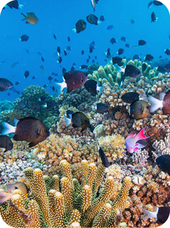 vaialmare viaggi e turismo sulla costa e sul mare mediterraneo italiano e nel nord-est brasiliano di pernambuco