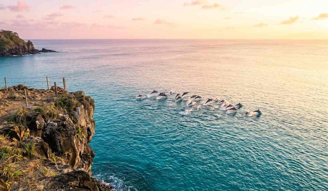 Um grupo de golfinhos-rotadores saltando nas águas turquesa da Baía dos Golfinhos ao nascer do sol, visto do mirante no topo da falésia em Fernando de Noronha.
